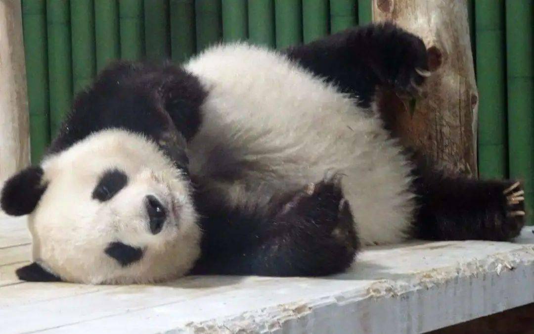 变态熊猫版本下载-(变态熊猫版本下载安装)