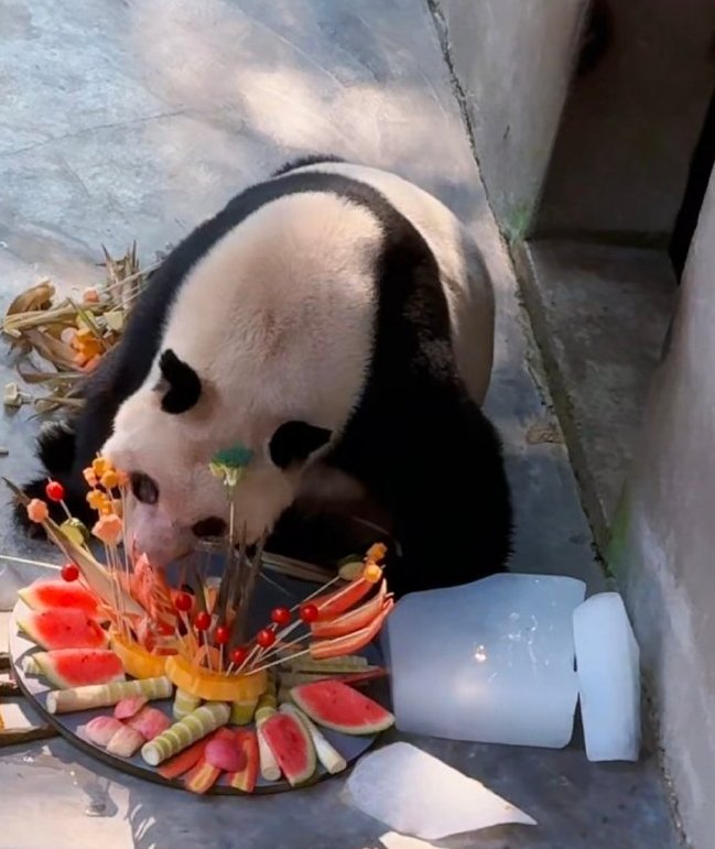 海丁丁熊猫搞笑视频下载_(海丁丁熊猫搞笑视频下载免费)