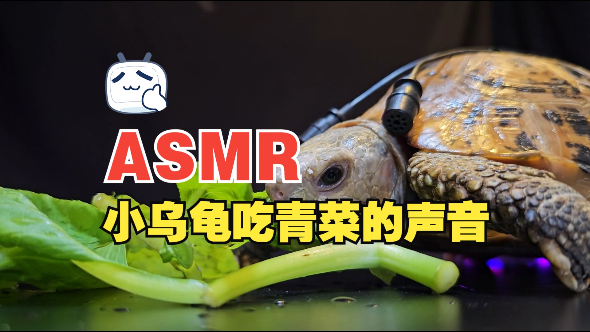 嘲讽乌龟的视频素材下载(嘲讽乌龟的视频素材下载网站)
