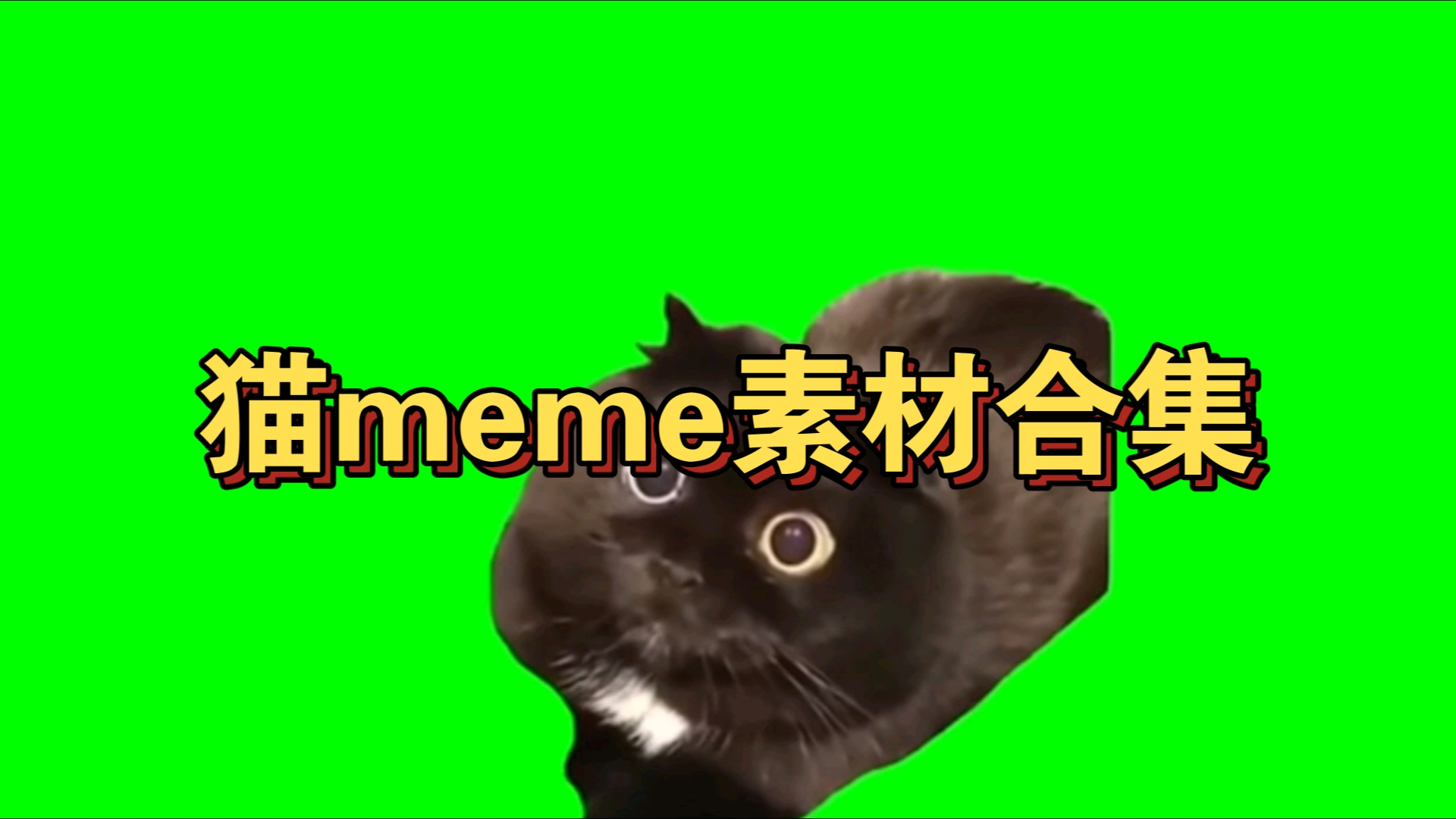 猫猫表情建模软件免费下载-(猫猫表情建模软件免费下载手机版)