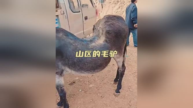 毛驴灭亡视频大全集下载(毛驴灭亡视频大全集下载观看)